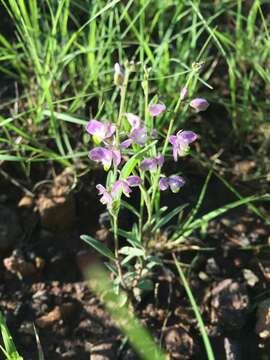 Image of velvetseed milkwort