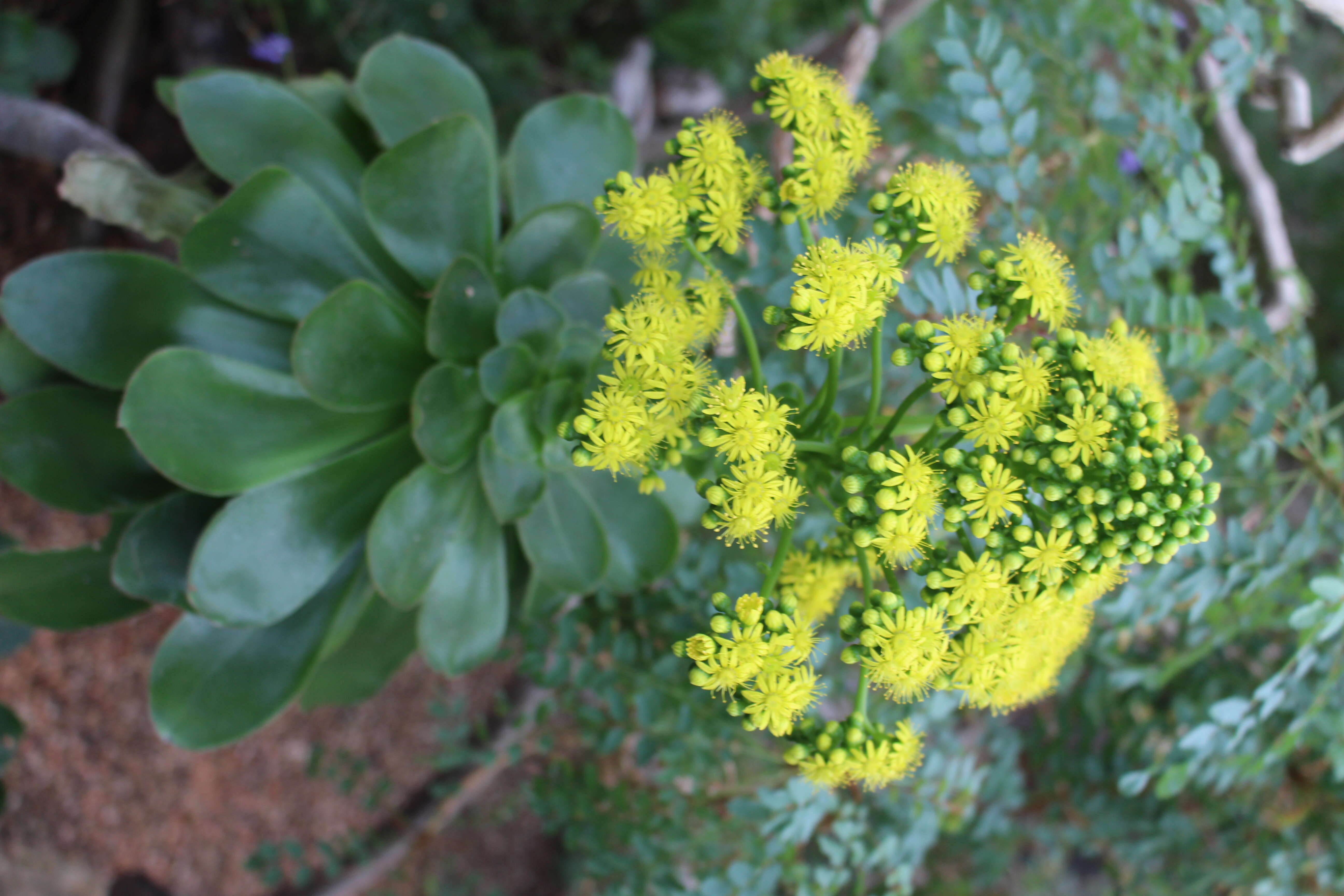 Image of saucer-plant