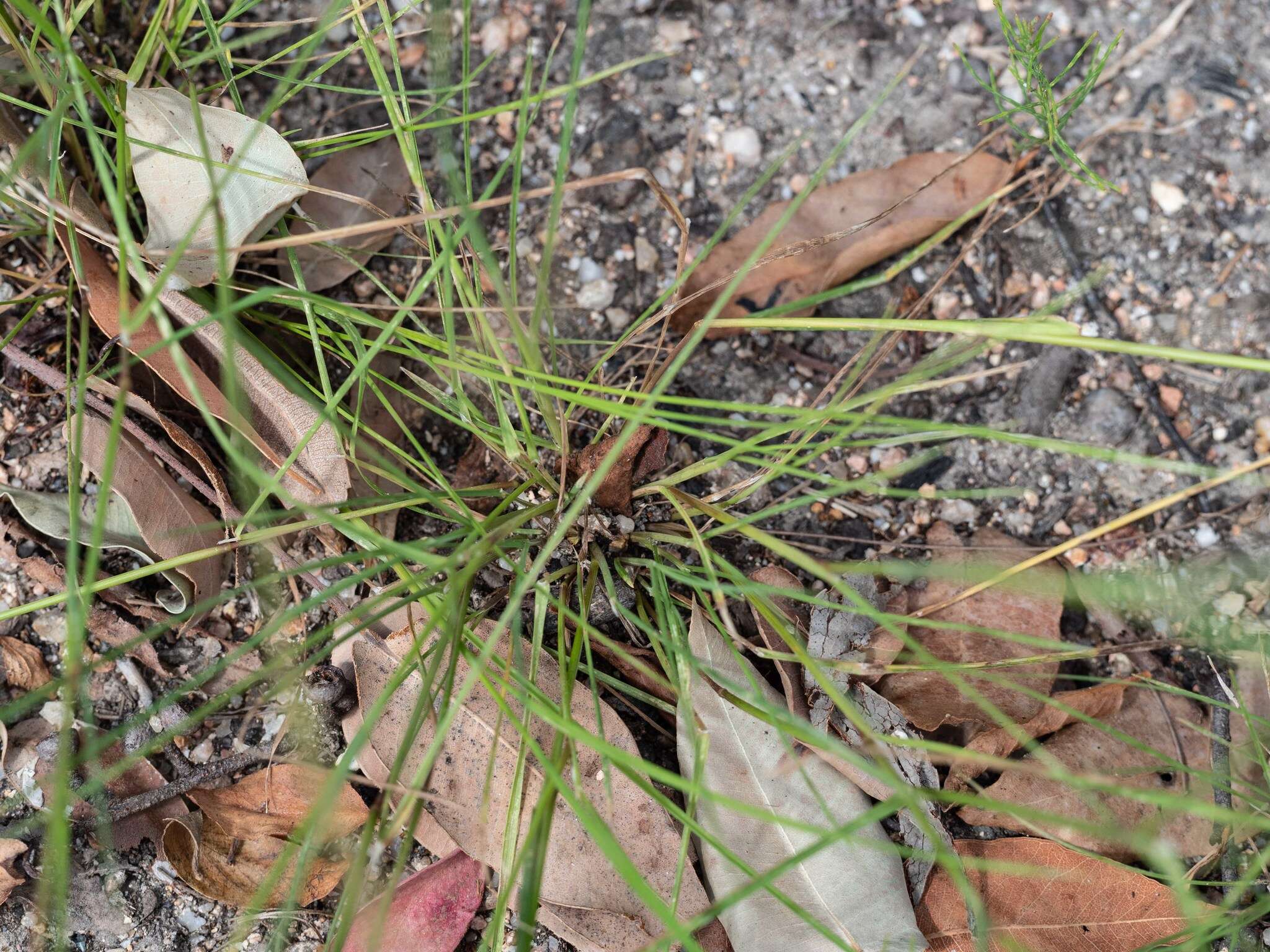 Image of Common Blown Grass