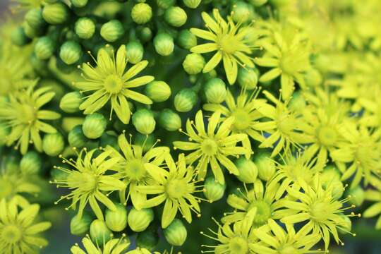 Image of saucer-plant