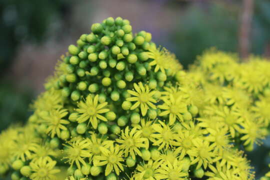 Image of saucer-plant