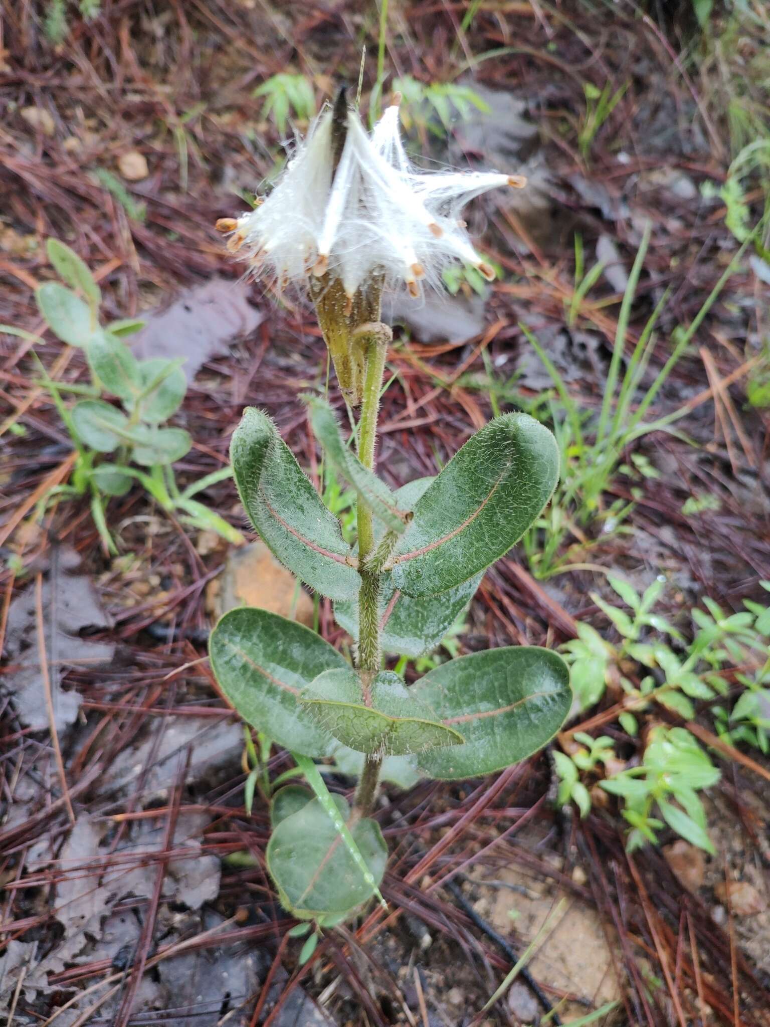 Image of Asclepias jaliscana Robinson