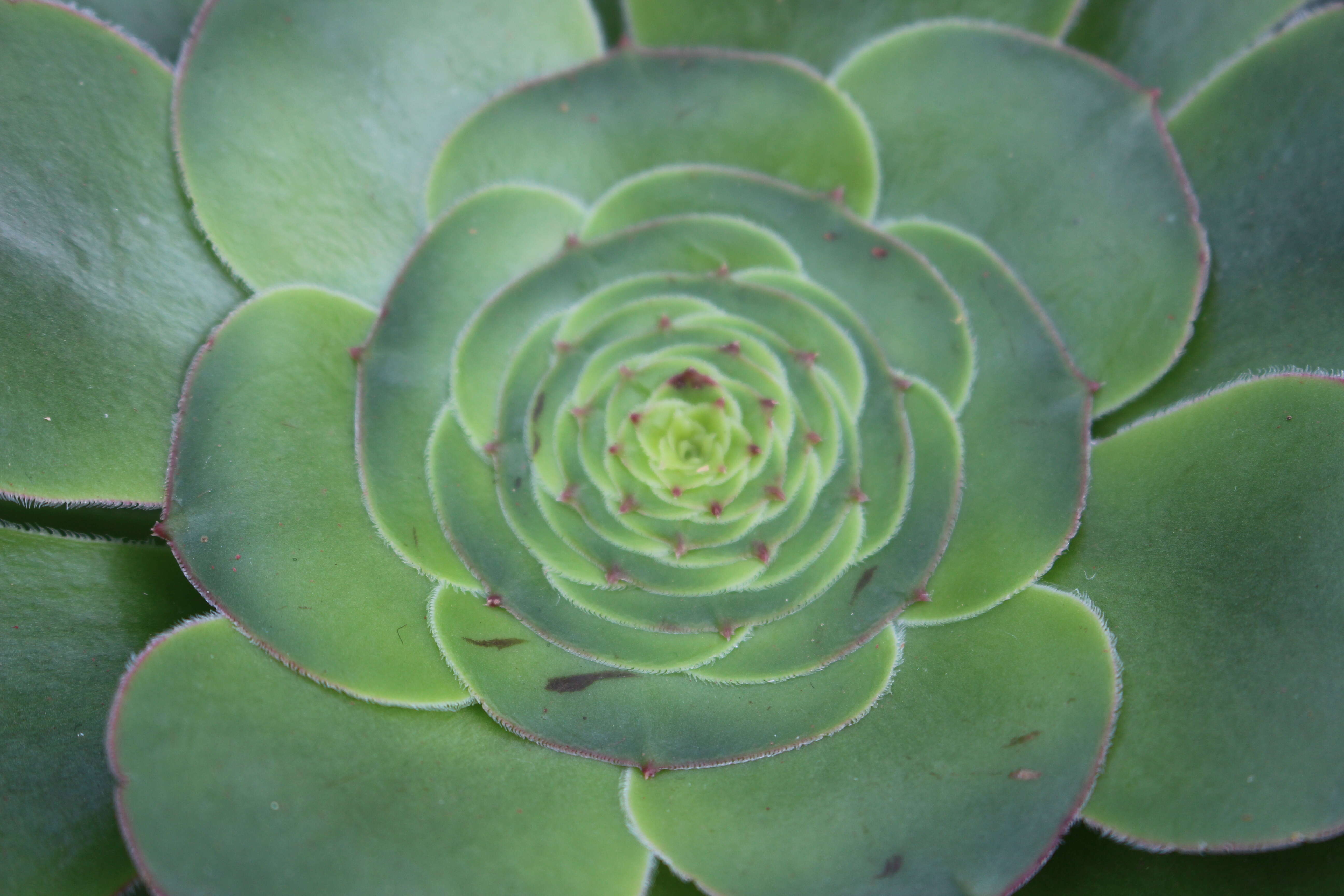 Image of saucer-plant