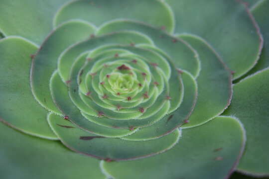 Image of saucer-plant