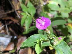 Image de Tradescantia poelliae D. R. Hunt