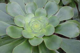 Image of saucer-plant