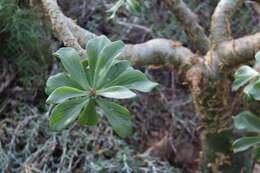 Image of Aeonium urbicum (Chr. Sm. ex Hornem.) Webb & Berth.