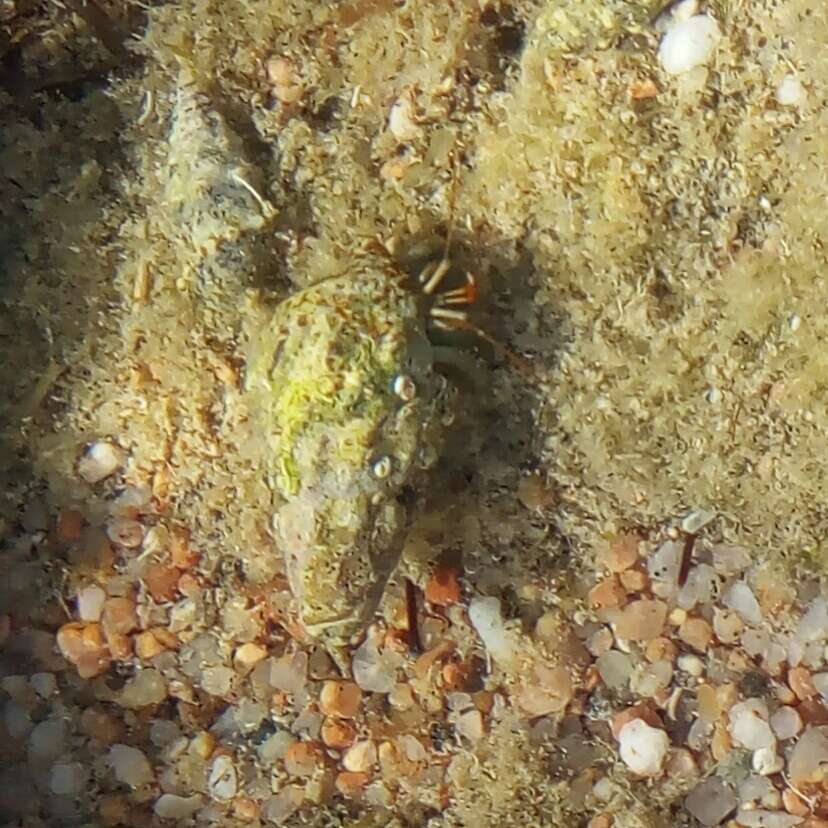 Image of Mediterranean intertidal hermit crab