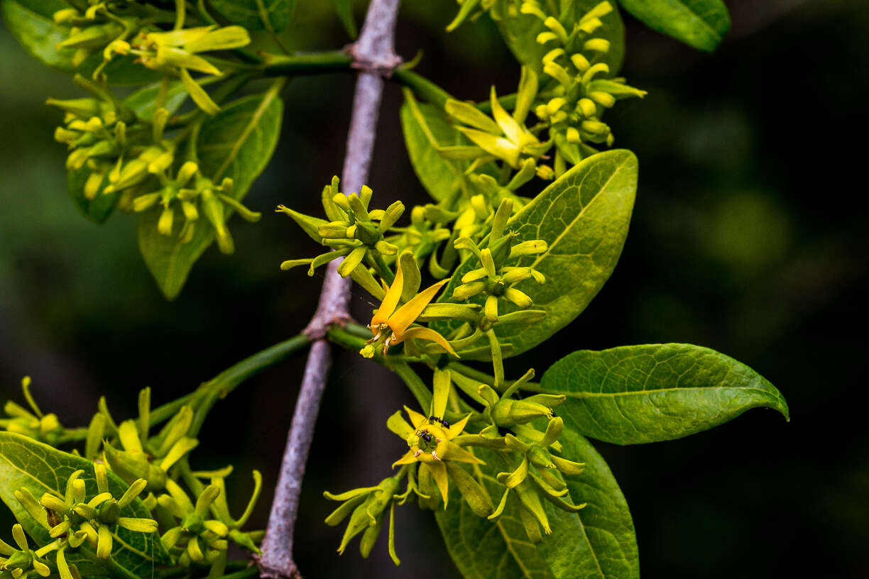 Image of Vangueria lasiantha (Sond.) Sond.