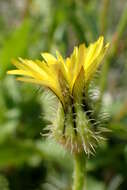 Image of prickly golden-fleece