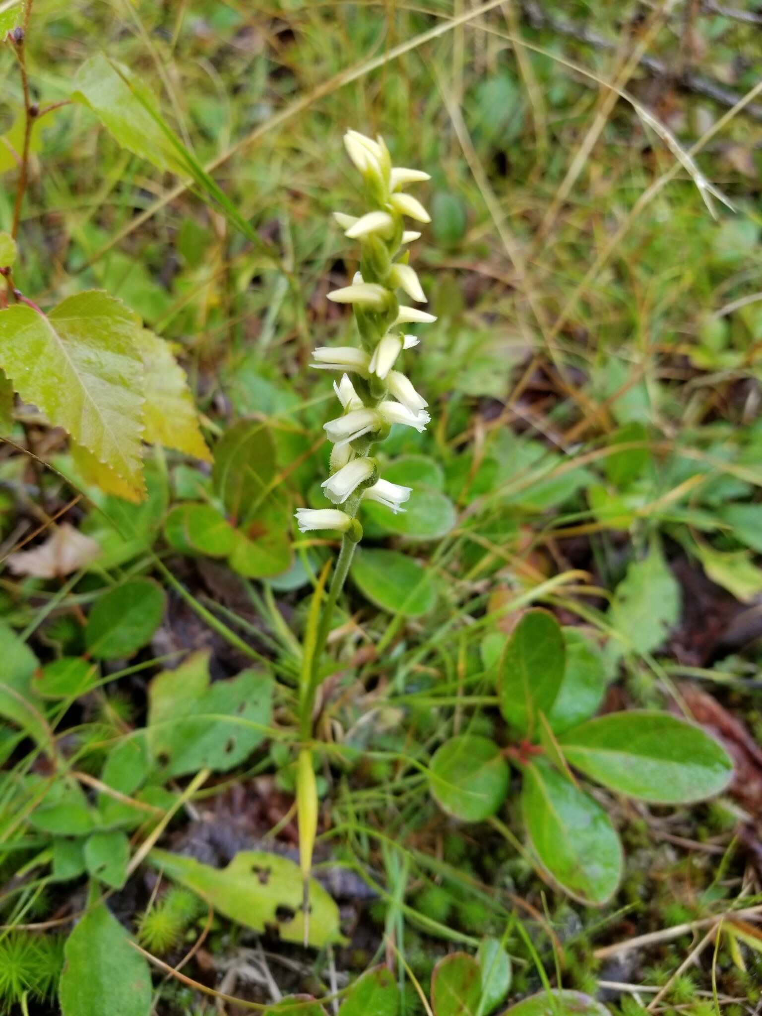 Image of Yellow nodding lady's tresses