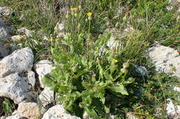 Image of prickly golden-fleece