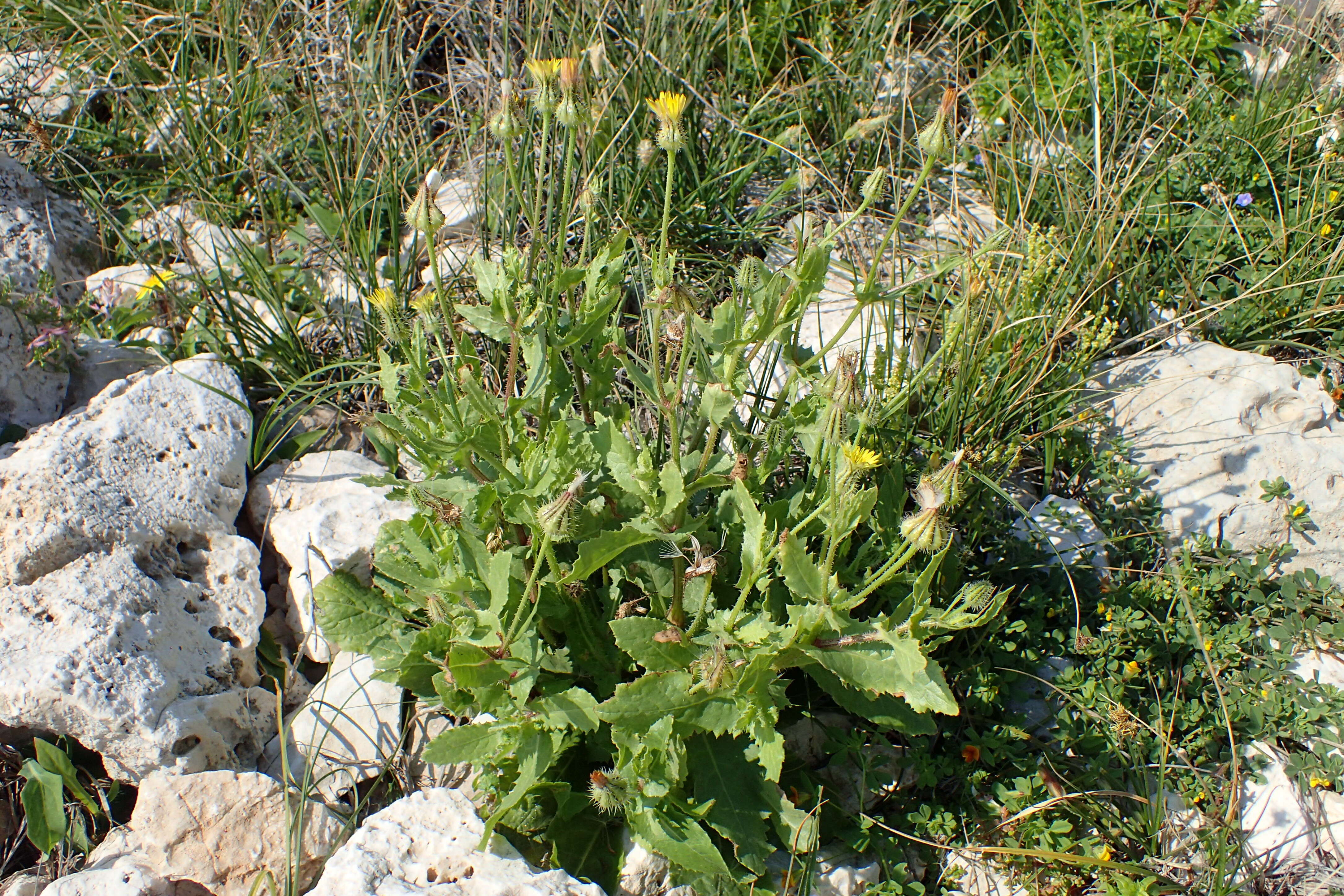 Sivun Urospermum picroides (L.) Scop. ex F. W. Schmidt kuva