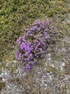 Image of Amellus asteroides subsp. mollis A. Rommel