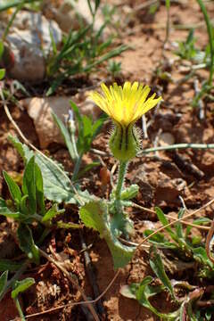 Image of prickly golden-fleece