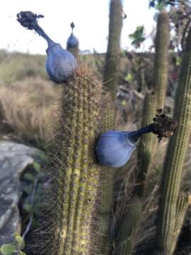 Image of Cipocereus minensis (Werderm.) F. Ritter