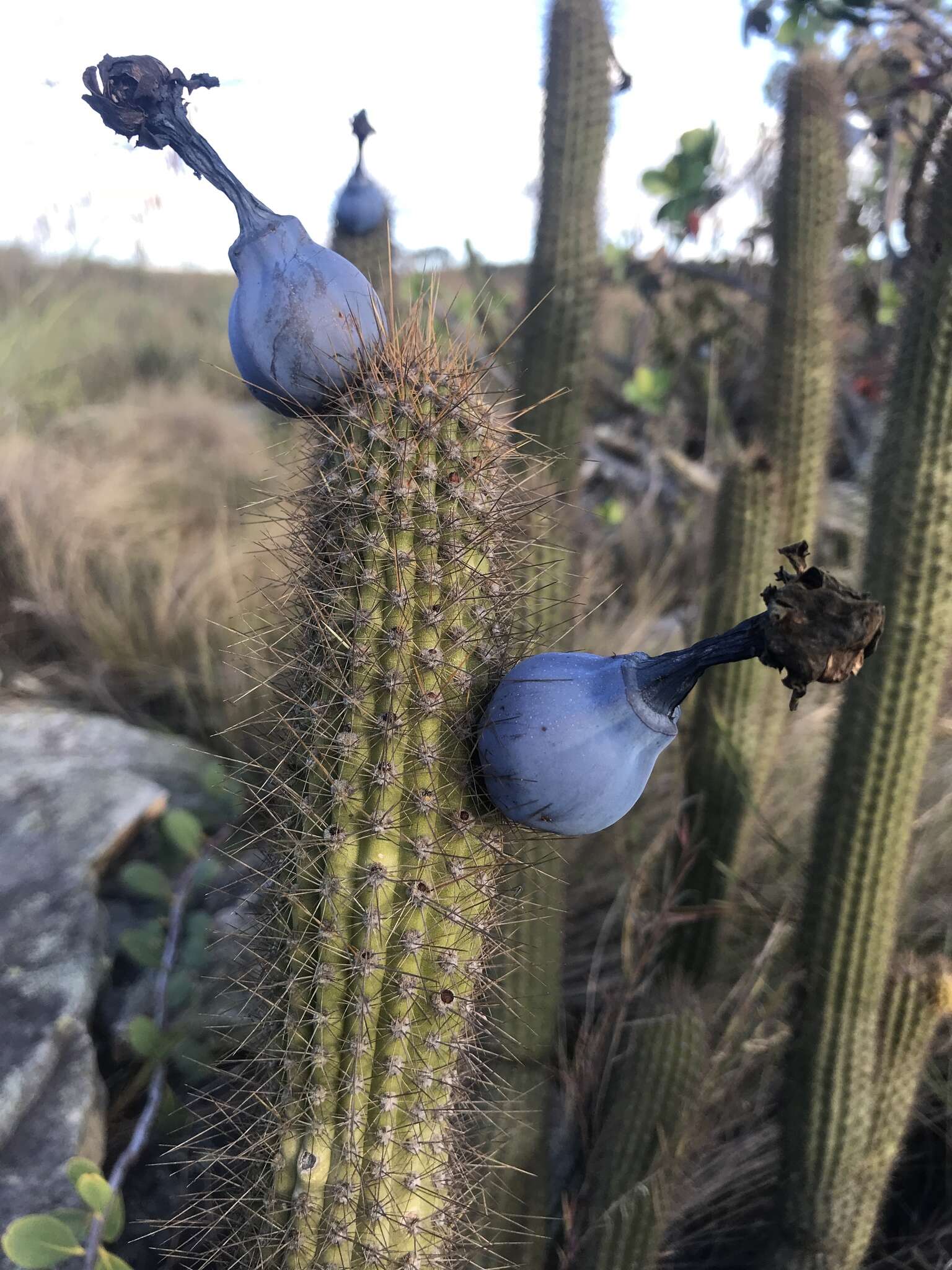 Cipocereus minensis (Werderm.) F. Ritter resmi