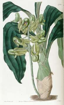 Image of Catasetum purum Nees & Sinning