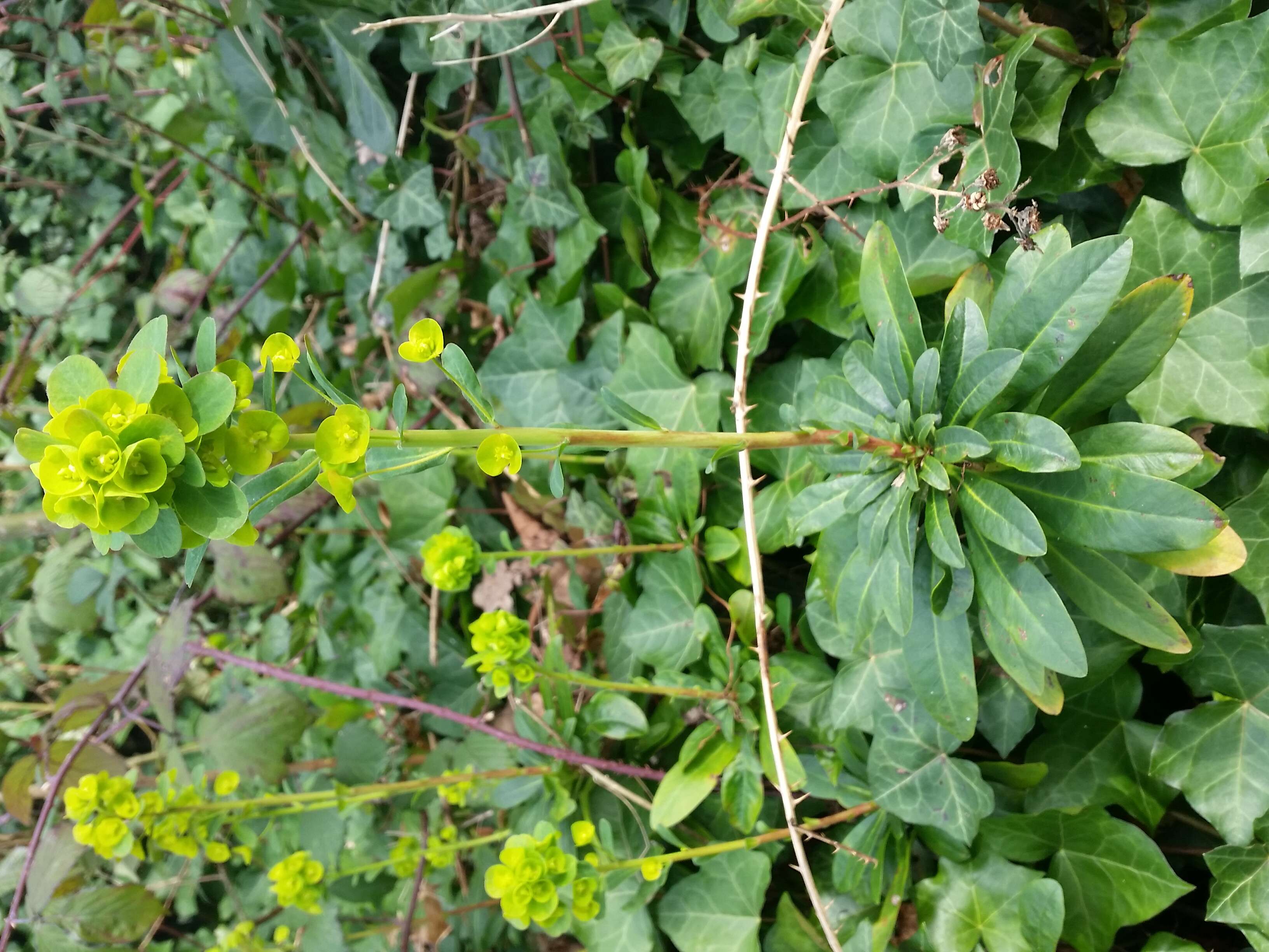 Image of Albanian spurge