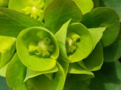 Image of Albanian spurge