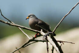 Image of Croaking Ground Dove