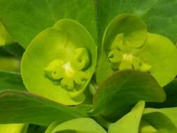 Image of Albanian spurge