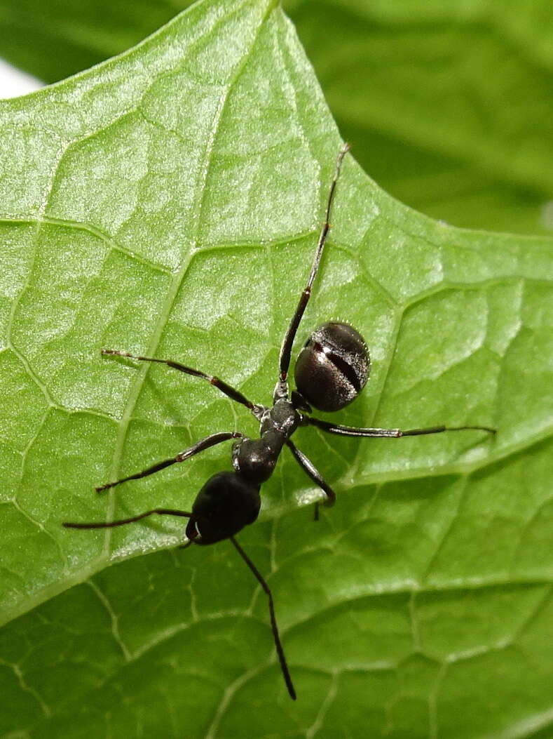 Image of SIlky Ant