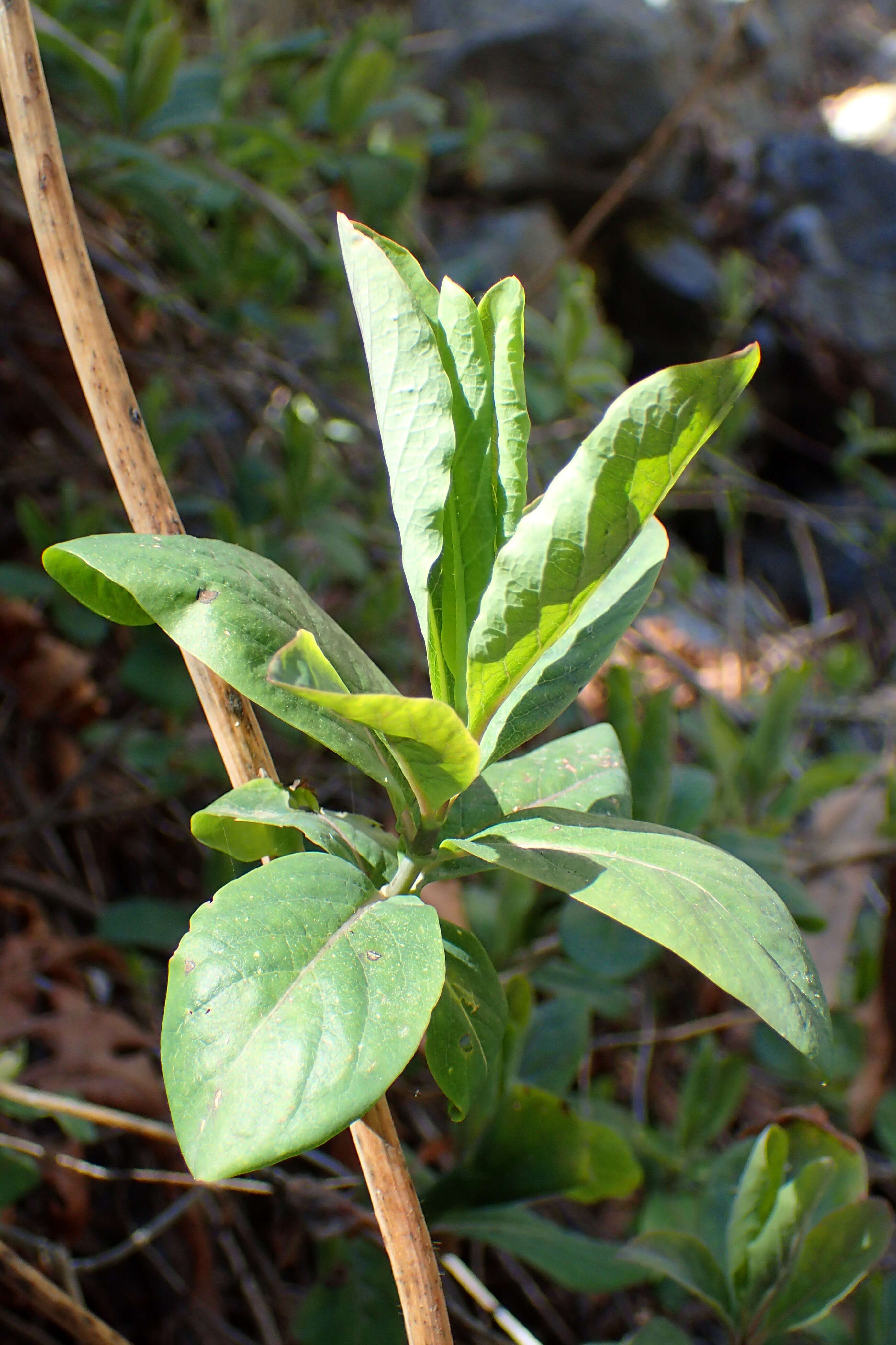 Image of Etruscan honeysuckle