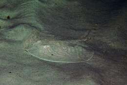 Image of Rough Ray