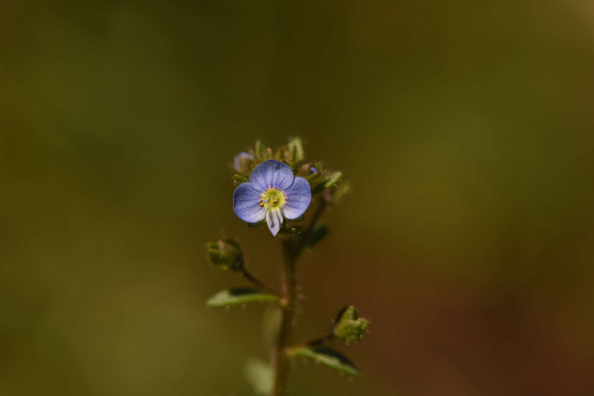 Image of Veronica acinifolia L.