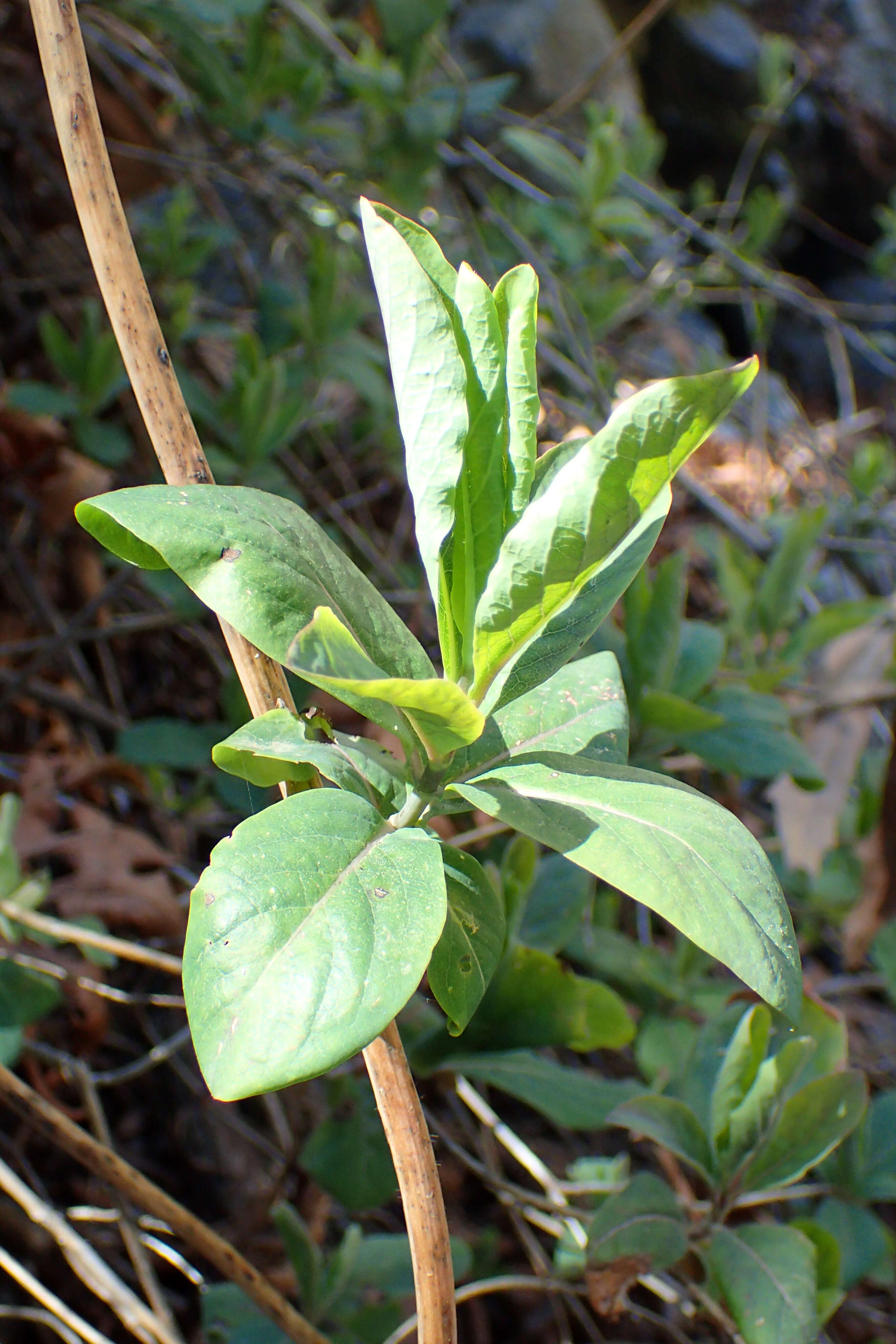 Image of Etruscan honeysuckle