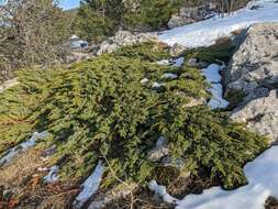 Image of Juniperus communis var. hemisphaerica (Jacq. & C. Presl) Parl.