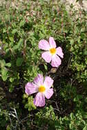 Image of Cistus creticus L.