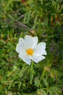 Imagem de Cistus monspeliensis L.