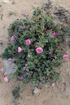 Imagem de Cistus parviflorus Lam.