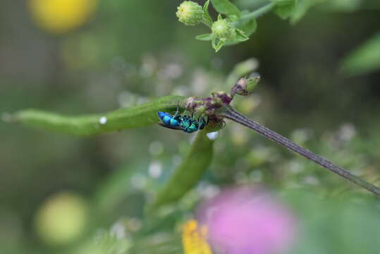 Image of <i>Chrysis conica</i> Brullé 1846