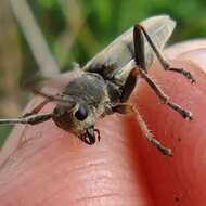 Слика од Phytoecia geniculata Mulsant 1862