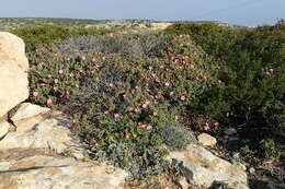 Image of Cistus parviflorus Lam.