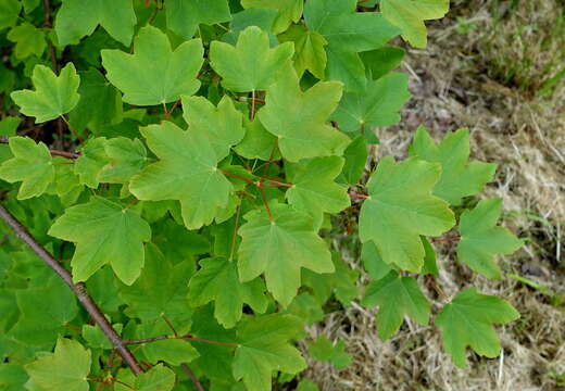 Image of Balkan maple