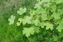 Image of Balkan maple