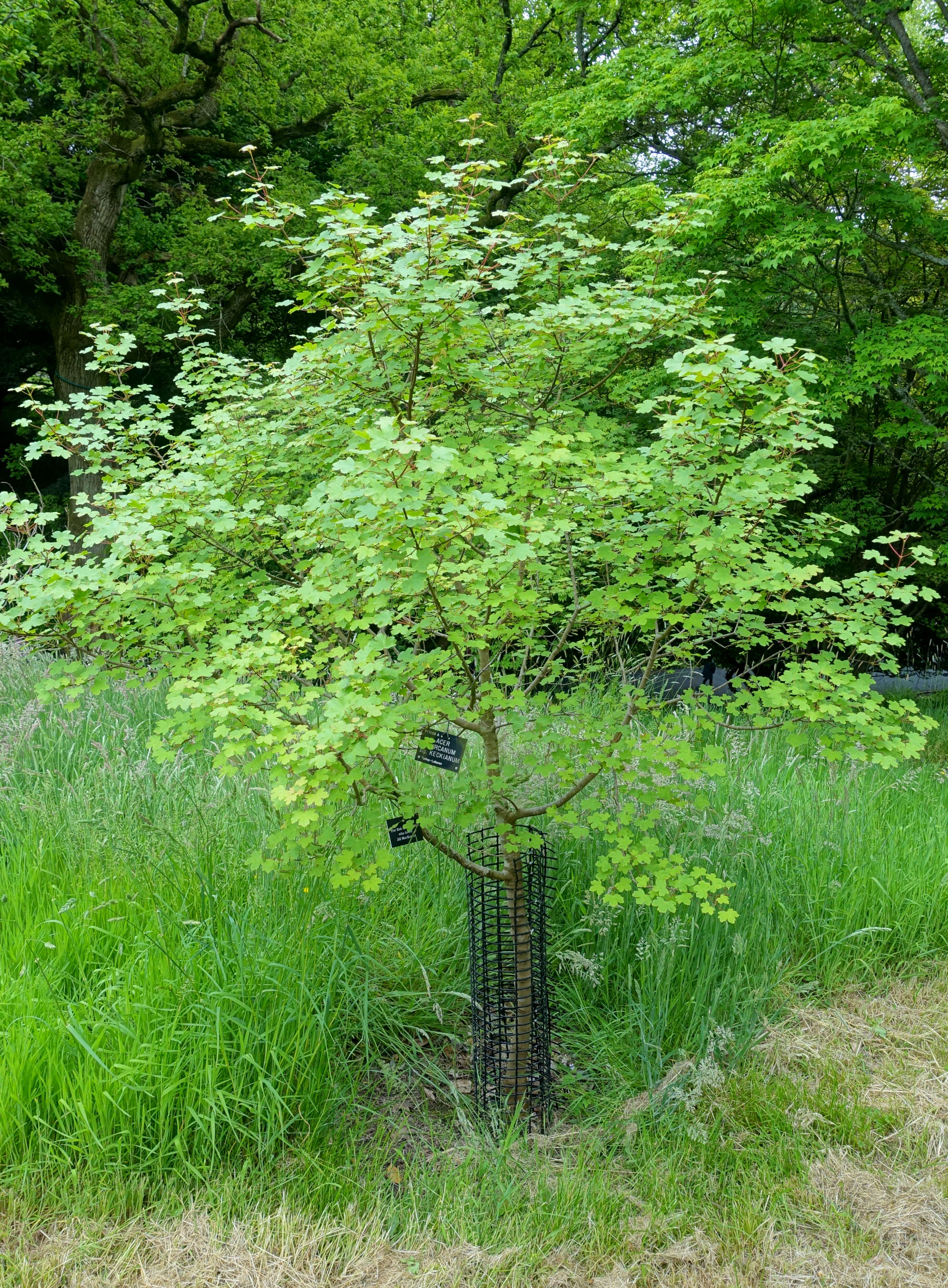 Image of Balkan maple