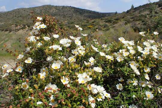 Image of salvia cistus