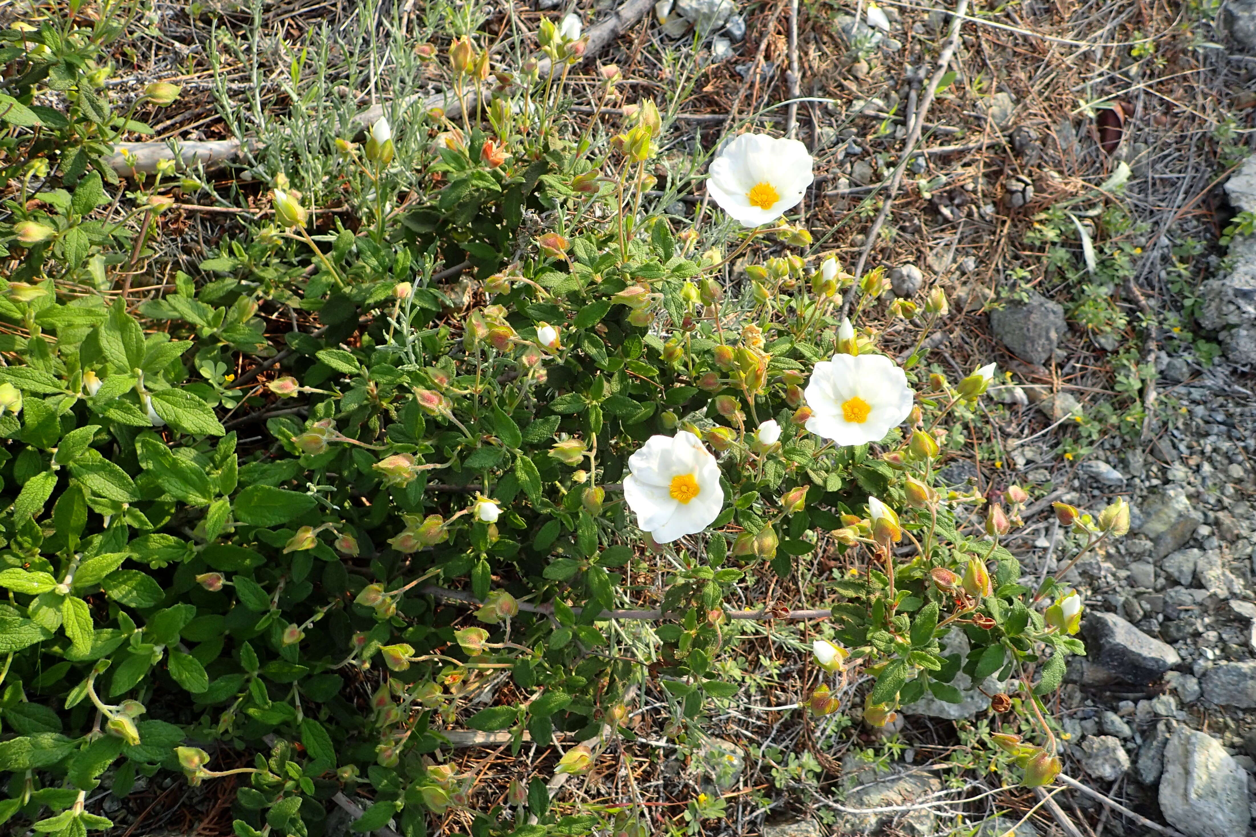 Imagem de Cistus salviifolius L.