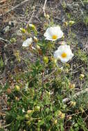 Imagem de Cistus salviifolius L.