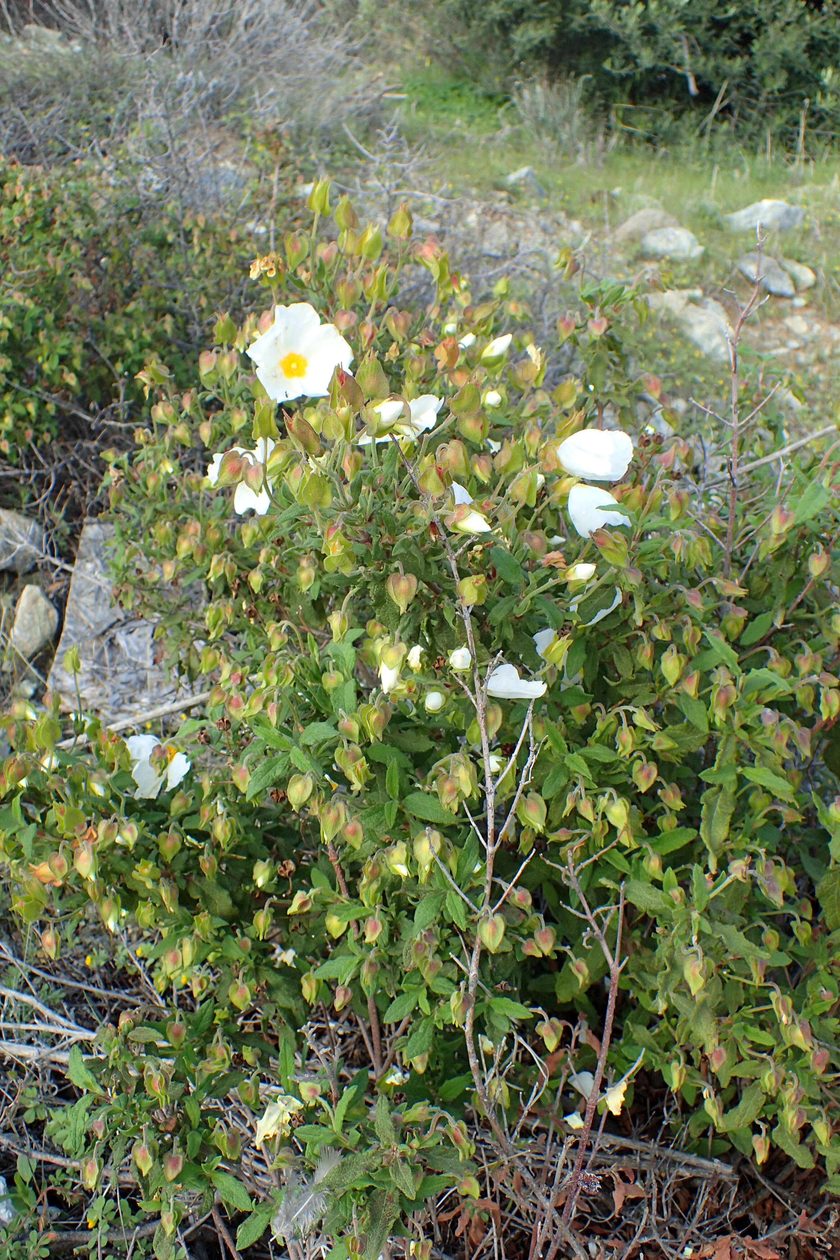 Image of salvia cistus