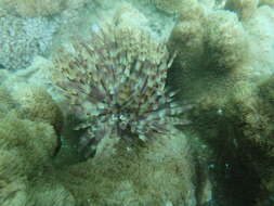 Image of Indian feather duster worm