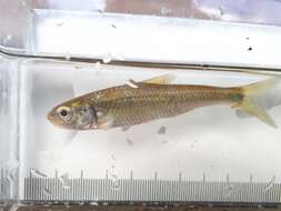 Image of Striped Shiner