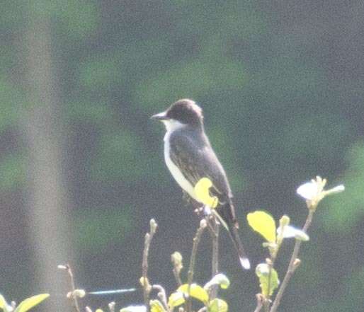 Image of Eastern Kingbird