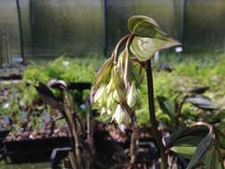 Image of Disporum megalanthum F. T. Wang & Tang