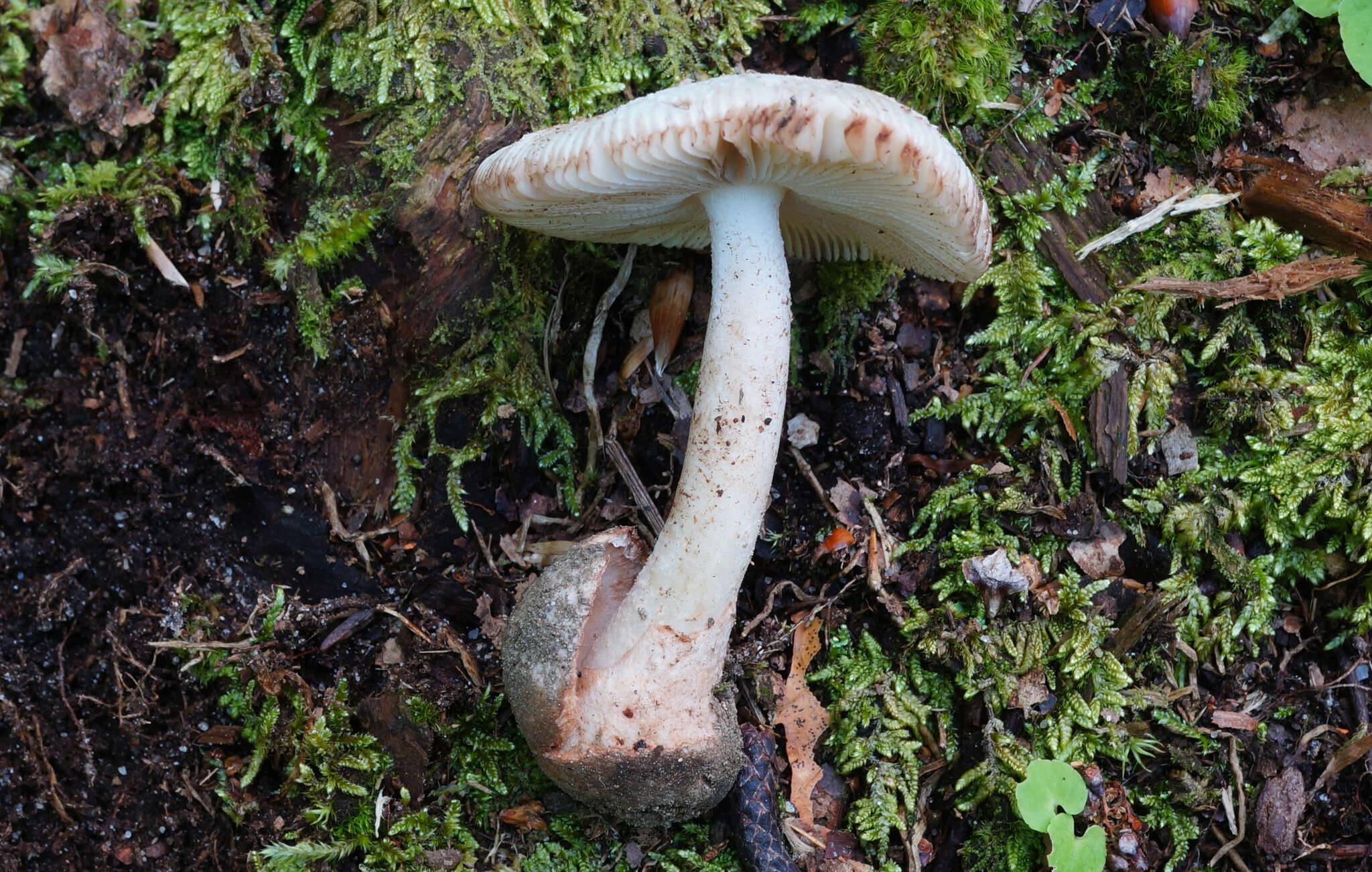 Image of Volvate amanita